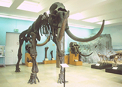 Geologisch-Paläontologisches Museum Münster, Mammutfront