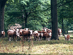 Naturschutzzentrum Wengleinpark, Eichenanger