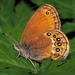 Landschaftspflegeverband Landkreis Augsburg e. V., Wald-Wiesenvögelchen (seltener Schmetterling)