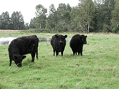 Landschaftspflegeverband Landkreis Augsburg e. V., Gennachmoos