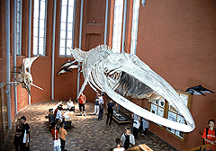 Deutsches Meeresmuseum, Finnwal Deutsches Meeresmuseum, Finnwal