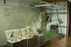 Naturkundemuseum Reutlingen, D726 WM DA-2OG 6b Vitrine Lebensraum Streuobstwiese