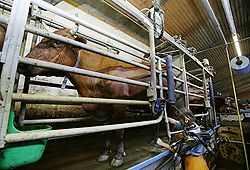 Selgenhof Rind Selgenhof Rind
