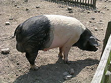 Schwäbisch-Hällisches Landschwein