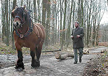 Rheinisches Freilchtmuseum Kommern (NRW) Rückepferd